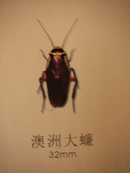޴