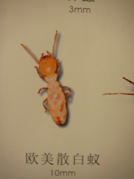 ŷɢ