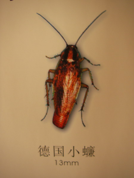德国小蠊