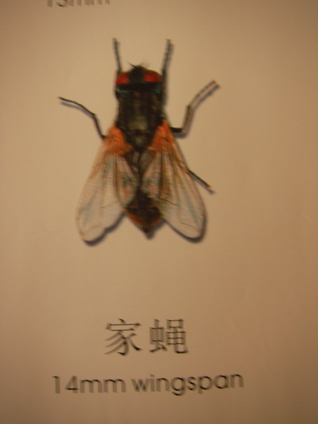 Ӭ
