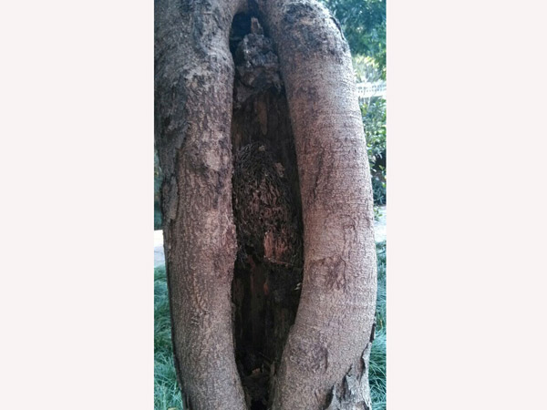ϳǻͥϹ